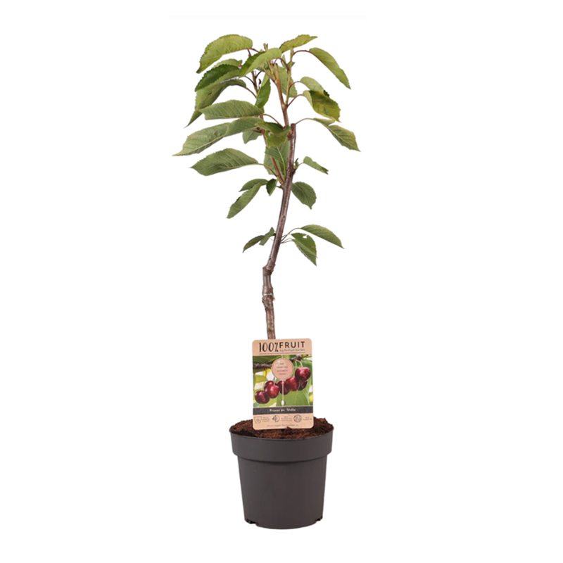 Fruitboom 95 cm - Afbeelding 6